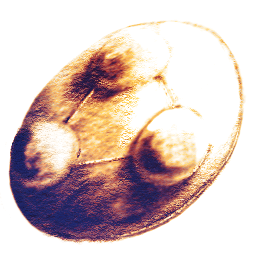 triada